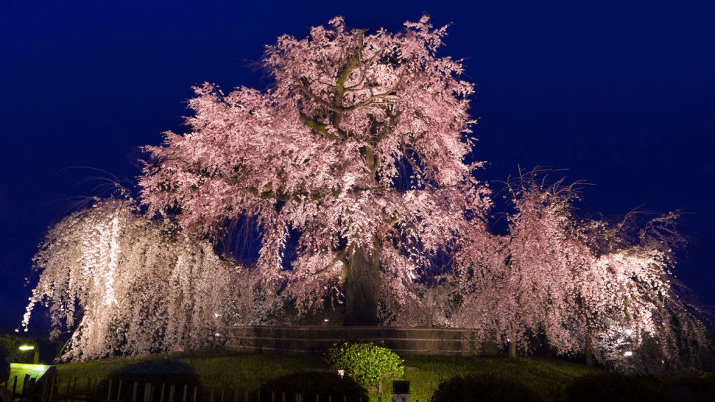 Dive into APAC’s Cherry Blossom Hotspots with&nbsp;Booking.com